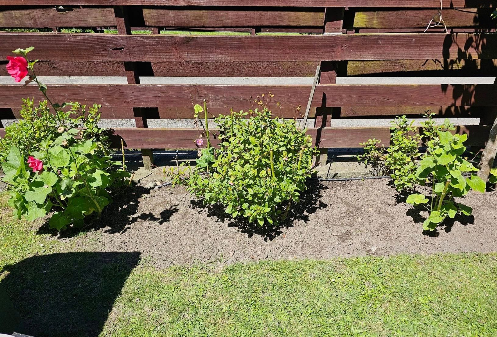 Natural Weed Removal